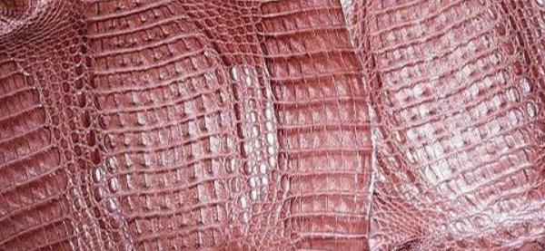 鱷魚皮哪個部位最好 真假鱷魚皮怎么鑒別