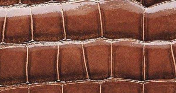 鱷魚皮哪個部位最好 真假鱷魚皮怎么鑒別