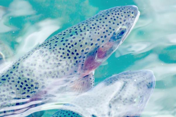 虹鱒魚是三文魚嗎 虹鱒魚對(duì)比三文魚口感有什么區(qū)別