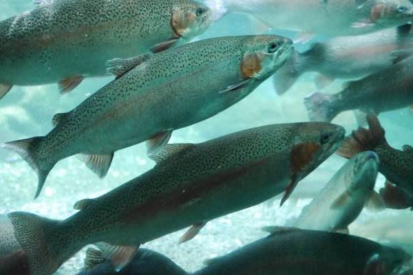 虹鱒魚是三文魚嗎 虹鱒魚對(duì)比三文魚口感有什么區(qū)別