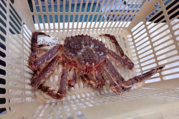 帝王蟹怎么做好吃又簡單 帝王蟹的家常做法大全