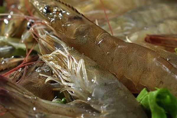 基圍蝦熱量是多少 基圍蝦是涼性的嗎