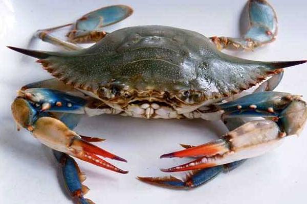 海蟹市場價格多少錢一斤 海蟹怎么洗干凈