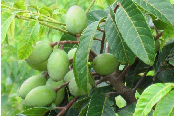 橄欖果市場價格多少錢一斤 吃橄欖有什么好處