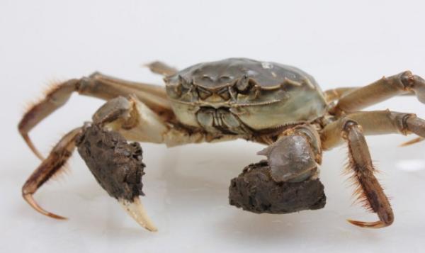 大閘蟹產地在哪里 大閘蟹哪里的最好