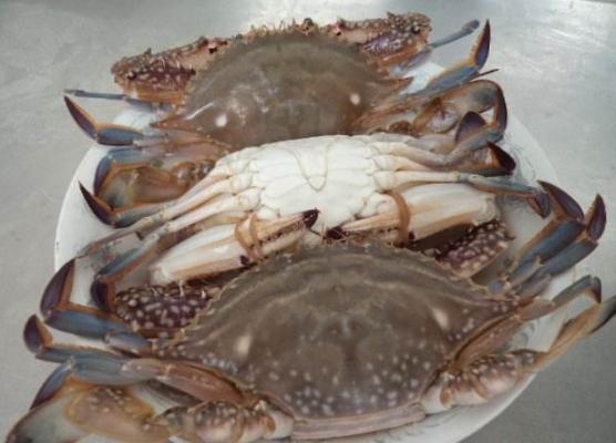 海蟹市場價格多少錢一斤 海蟹怎么洗干凈