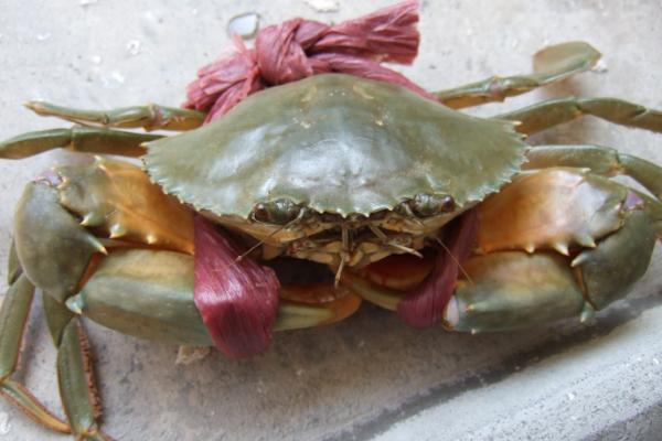 新型青蟹養殖技術 青蟹淡水怎么養