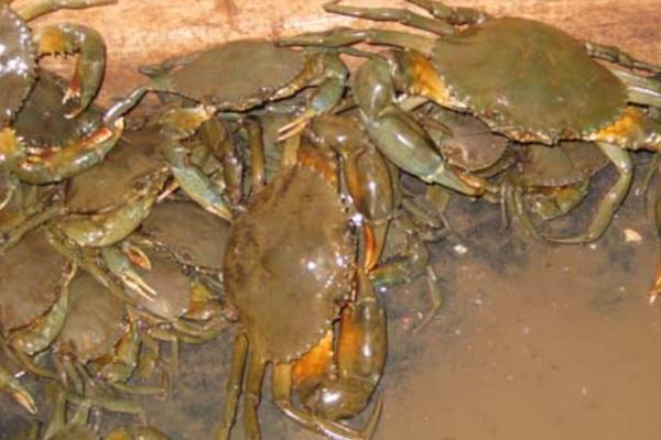 新型青蟹養殖技術 青蟹淡水怎么養