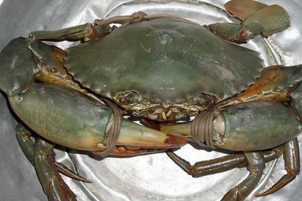 新型青蟹養殖技術 青蟹淡水怎么養