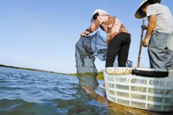 新型青蟹養殖技術 青蟹淡水怎么養