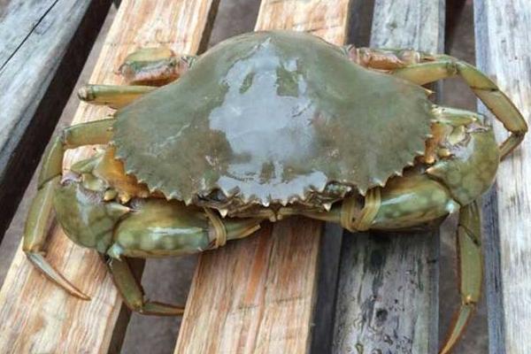 新型青蟹養殖技術 青蟹淡水怎么養