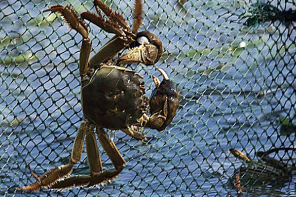 大閘蟹產地在哪里 大閘蟹哪里的最好