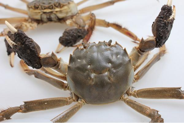 大閘蟹產地在哪里 大閘蟹哪里的最好