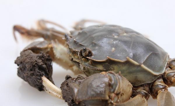 大閘蟹產地在哪里 大閘蟹哪里的最好