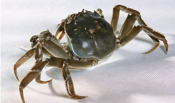 大閘蟹產地在哪里 大閘蟹哪里的最好