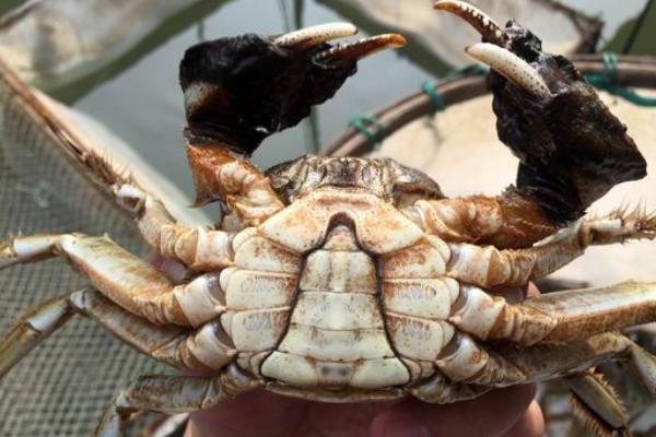 大閘蟹產地在哪里 大閘蟹哪里的最好