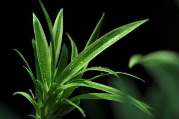 吊蘭葉子發軟怎么辦 吊蘭葉子發黃變黑的解決方法