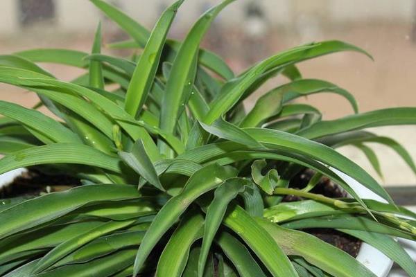 吊蘭葉子發軟怎么辦 吊蘭葉子發黃變黑的解決方法