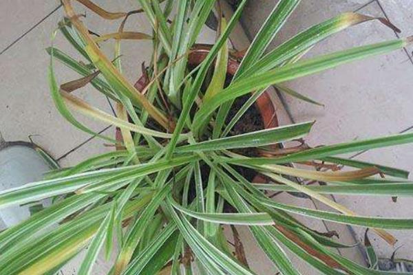 吊蘭葉子發軟怎么辦 吊蘭葉子發黃變黑的解決方法