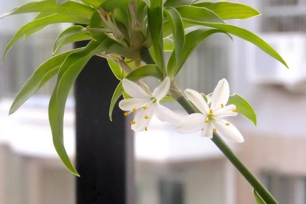 吊蘭葉子發軟怎么辦 吊蘭葉子發黃變黑的解決方法