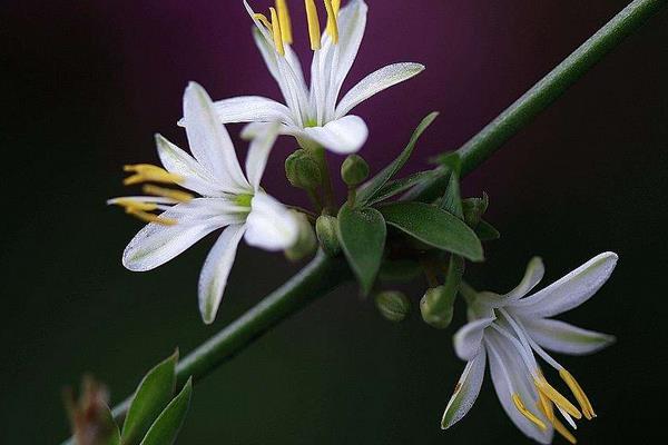 吊蘭葉子發軟怎么辦 吊蘭葉子發黃變黑的解決方法