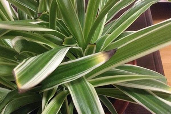 吊蘭葉子發軟怎么辦 吊蘭葉子發黃變黑的解決方法