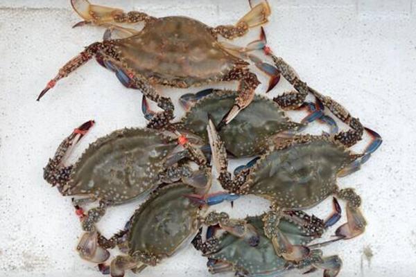 梭子蟹的功效與作用及禁忌 梭子蟹營養價值