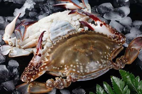 梭子蟹立體箱式養(yǎng)殖技術(shù) 梭子蟹每畝養(yǎng)殖產(chǎn)量