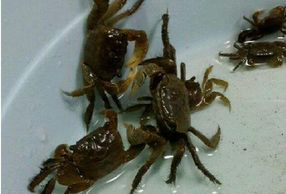 小螃蟹怎么做好吃又簡單 小螃蟹家常做法大全