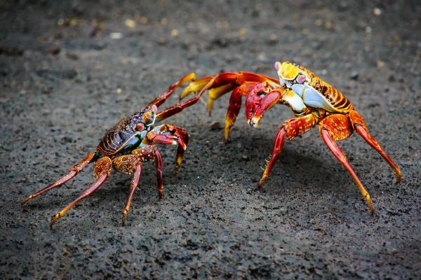 螃蟹市場價格多少錢一斤 螃蟹幾月份最好吃