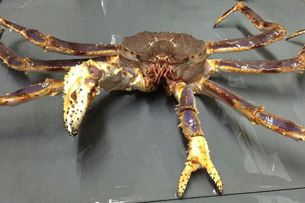 最大的帝王蟹有多大 帝王蟹怎么處理干凈