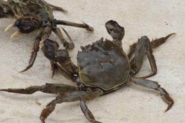 養螃蟹大約投資多少 螃蟹養殖前景