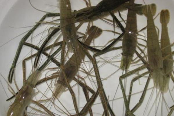 淡水青蝦養(yǎng)殖技術(shù) 淡水青蝦蝦苗繁殖技