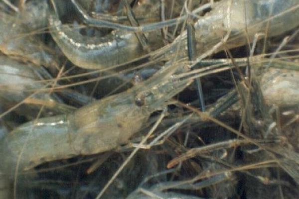 淡水青蝦養(yǎng)殖技術 淡水青蝦蝦苗繁殖技