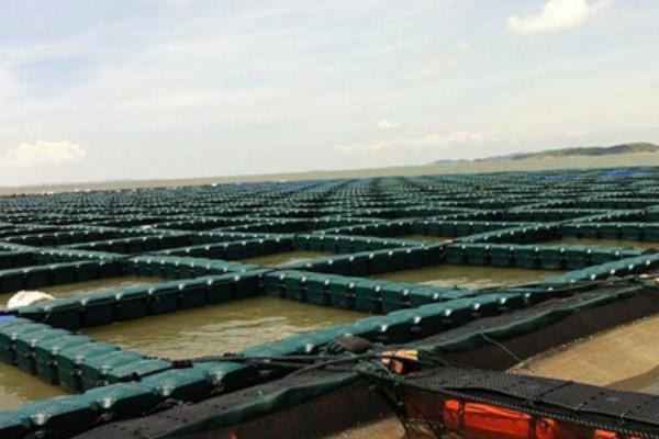 淡水青蝦養(yǎng)殖技術 淡水青蝦蝦苗繁殖技