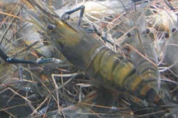 淡水青蝦養(yǎng)殖技術 淡水青蝦蝦苗繁殖技