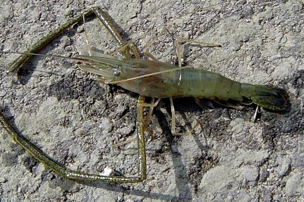 淡水青蝦養(yǎng)殖技術 淡水青蝦蝦苗繁殖技