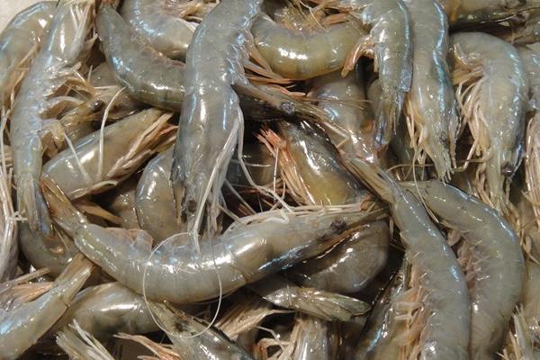 淡水青蝦養(yǎng)殖技術 淡水青蝦蝦苗繁殖技