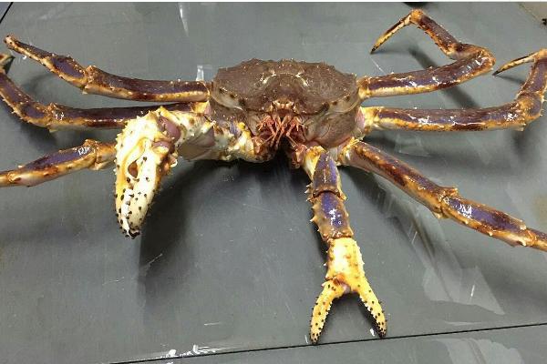 油蟹和帝王蟹的區別是什么 帝王蟹是寒性的嗎