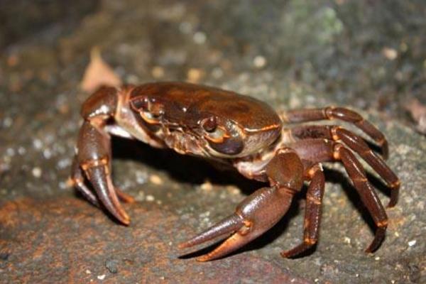 螃蟹脫殼時間（多久一次） 螃蟹脫殼腳會不會長出來