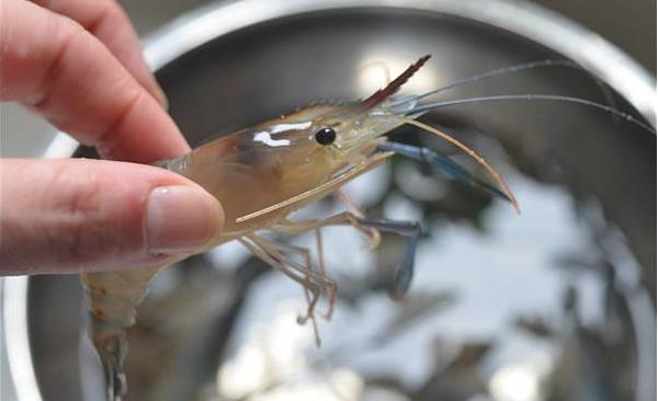 青蝦怎么做好吃又簡(jiǎn)單 青蝦家常做法大全