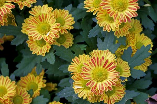 菊花怎么修剪枝葉好看 菊花繁殖方法