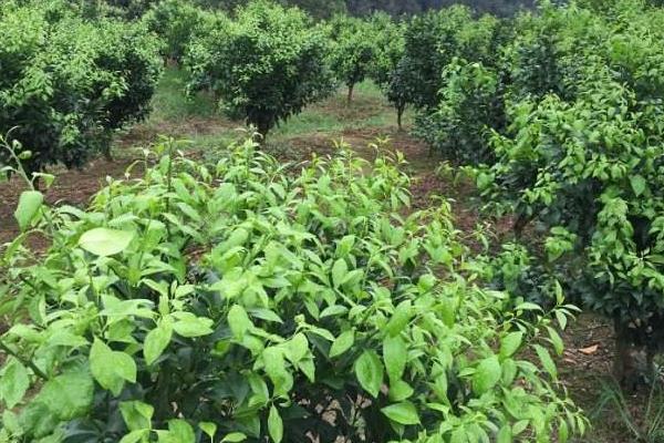 橘子樹苗市場價格多少錢一棵 橘子樹的種植要求