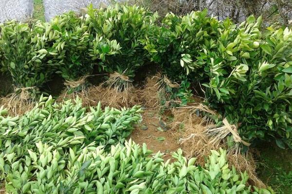 橘子樹苗市場價格多少錢一棵 橘子樹的種植要求