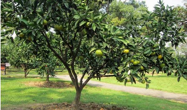 橘子樹苗市場價格多少錢一棵 橘子樹的種植要求