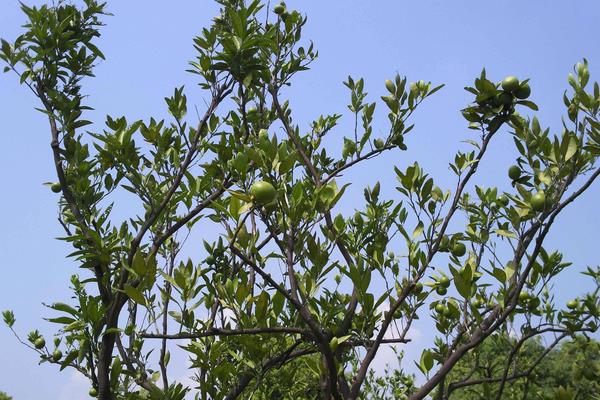 橘子樹苗市場價格多少錢一棵 橘子樹的種植要求