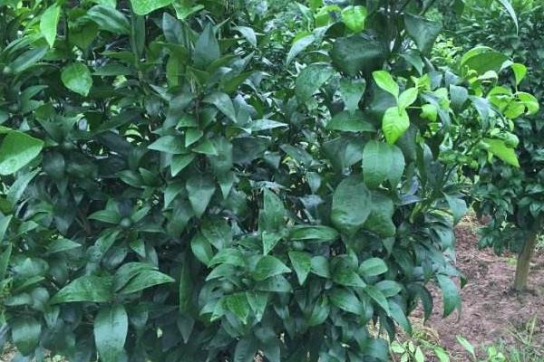 橘子樹苗市場價格多少錢一棵 橘子樹的種植要求