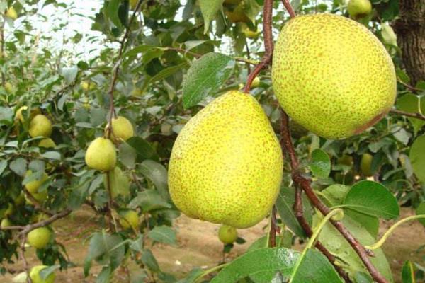 萊陽梨市場價格多少錢一斤 萊陽梨的選購技巧