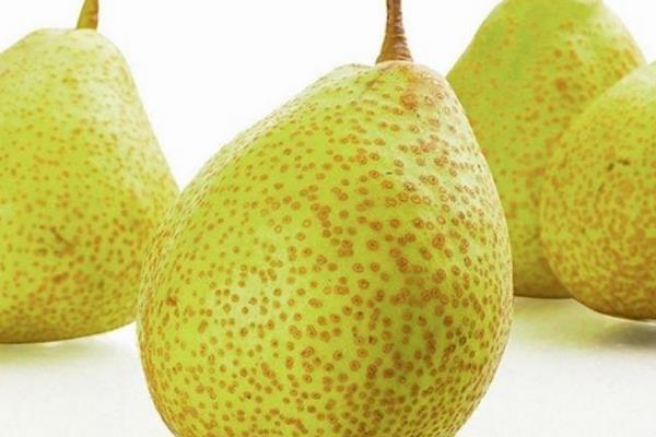 萊陽梨市場價格多少錢一斤 萊陽梨的選購技巧