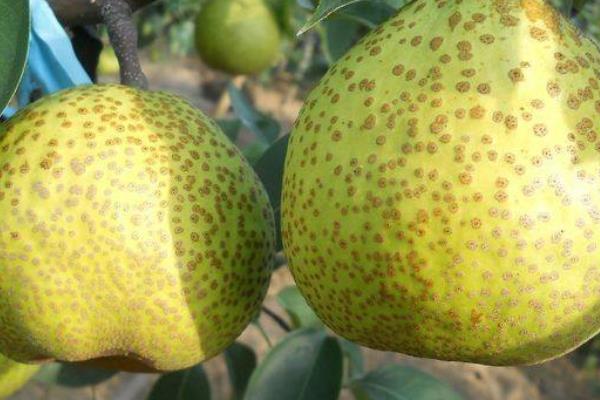 萊陽梨市場價格多少錢一斤 萊陽梨的選購技巧